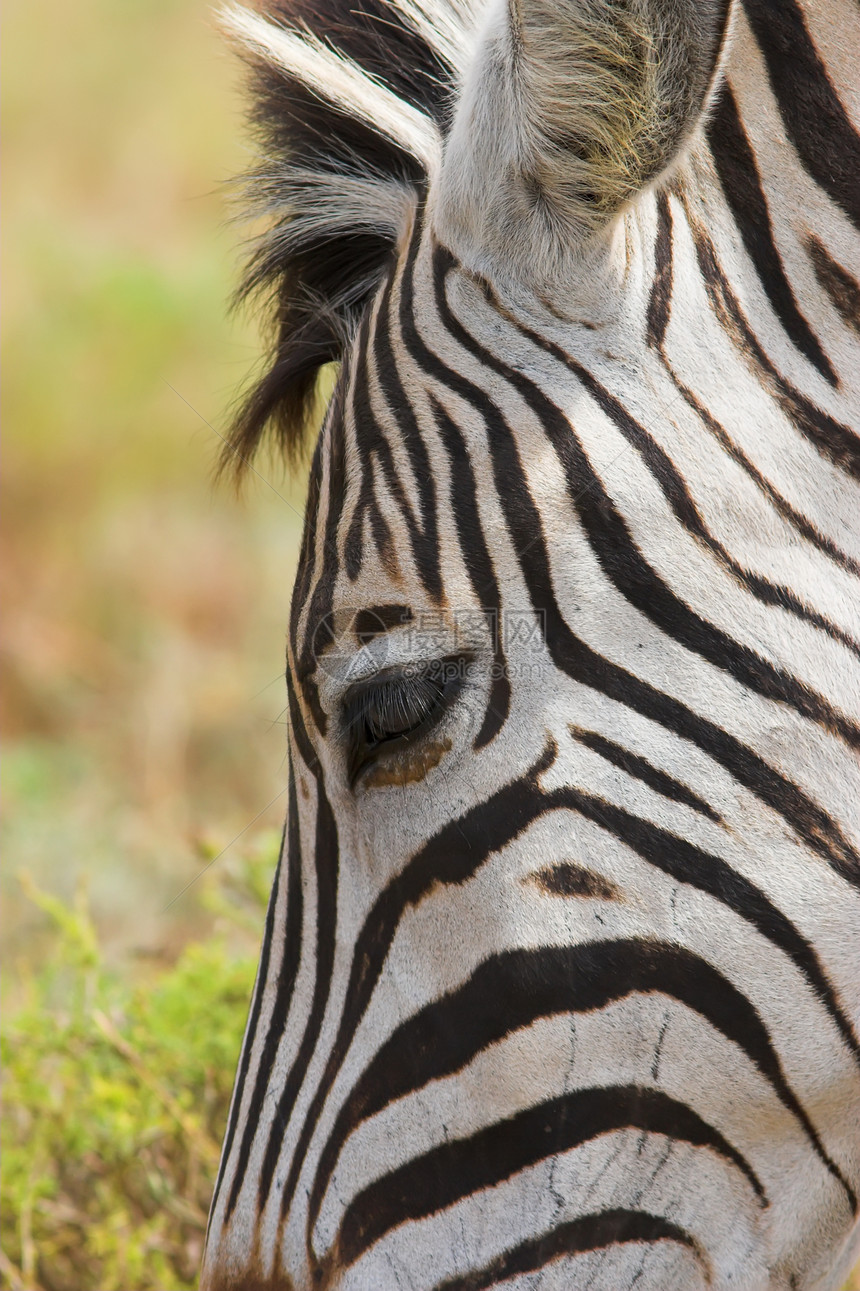 Zebra 特写骡子耳朵头发食草动物园草地野生动物游戏眼睛睫毛图片