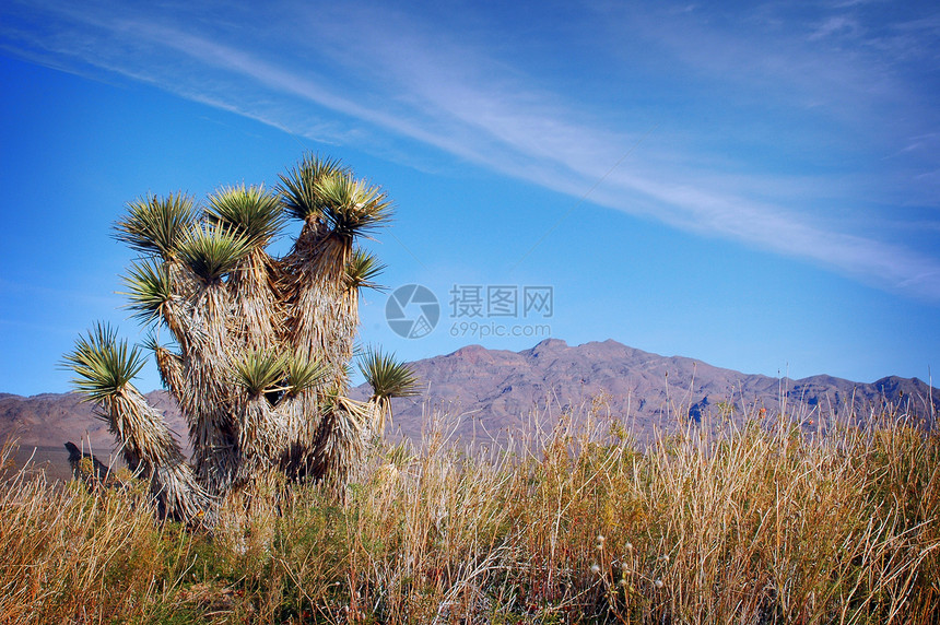 Cactus 和蓝天空景观图片