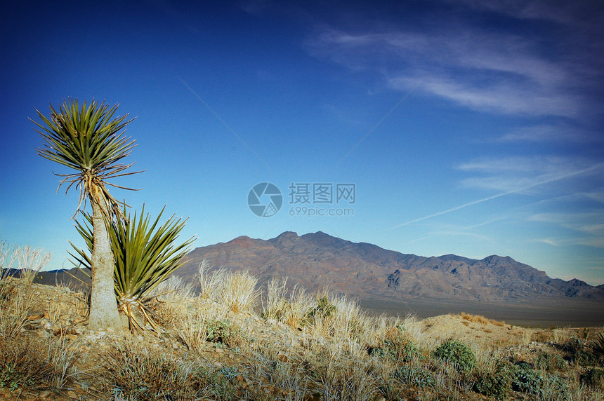 Cactus II和蓝天空景观图片