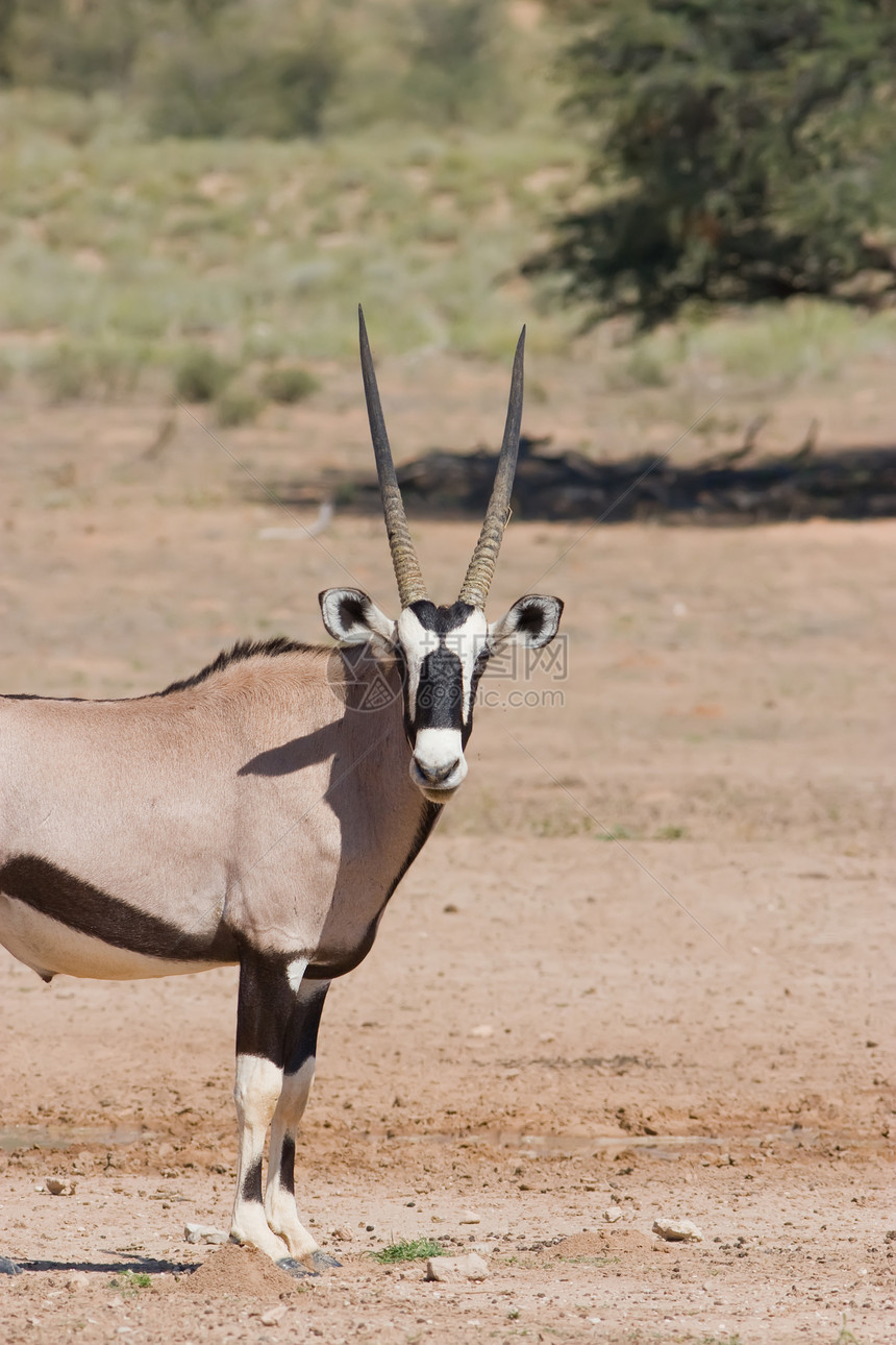 Gemsbok 地名动物群灰色干旱沙漠荒野游戏牛角食草哺乳动物野生动物图片