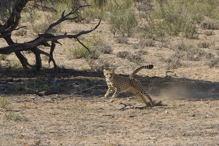 上汽大通Cheetah大通眼睛情调猫科斑点猎人食肉外套异国荒野动物背景