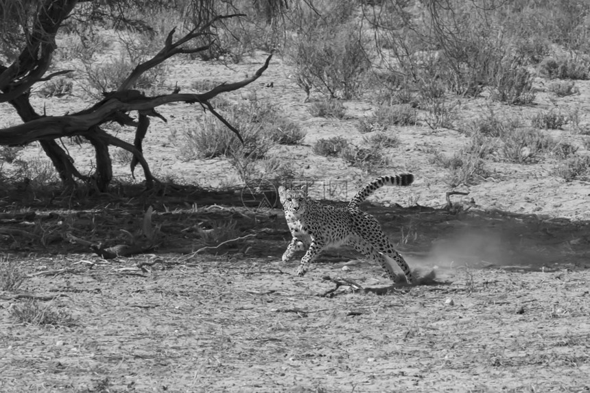 Cheetah大通荒野食肉猫科斑点情调力量异国外套猎人眼睛图片