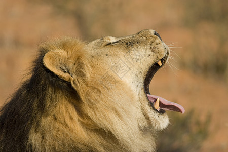 打哈欠狮子狮子大号荒野危险捕食者鬃毛舌头猎人哺乳动物丛林力量胡须背景