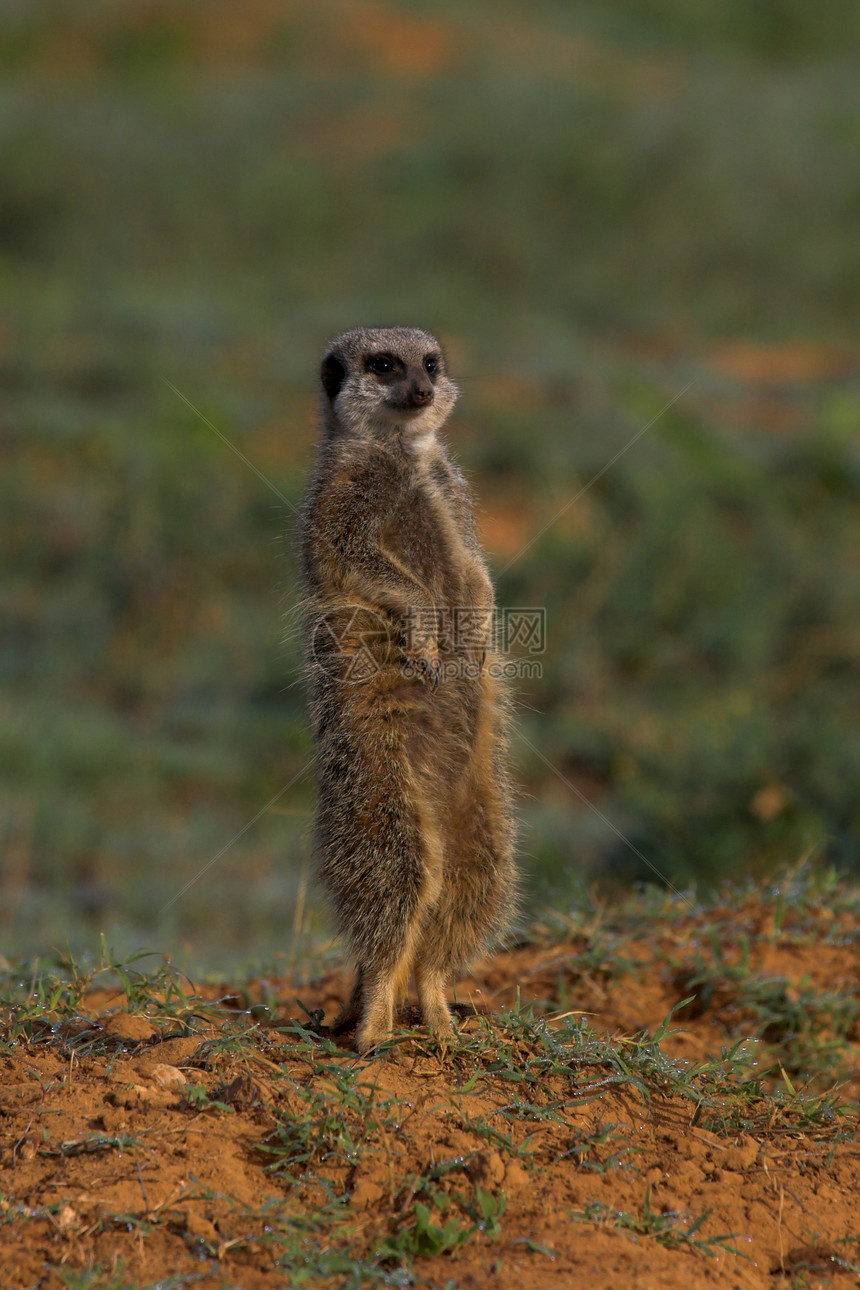 Meerkat 哨兵注意力警卫警惕耳朵警报平衡哺乳动物野生动物眼睛猫鼬图片