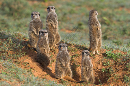 Meerkat家庭耳朵哺乳动物生物平衡野生动物眼睛警卫爪子警惕猫鼬背景图片