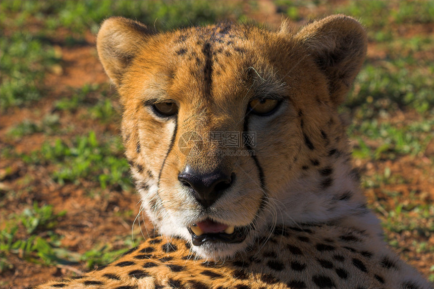 Cheetah关门了图片