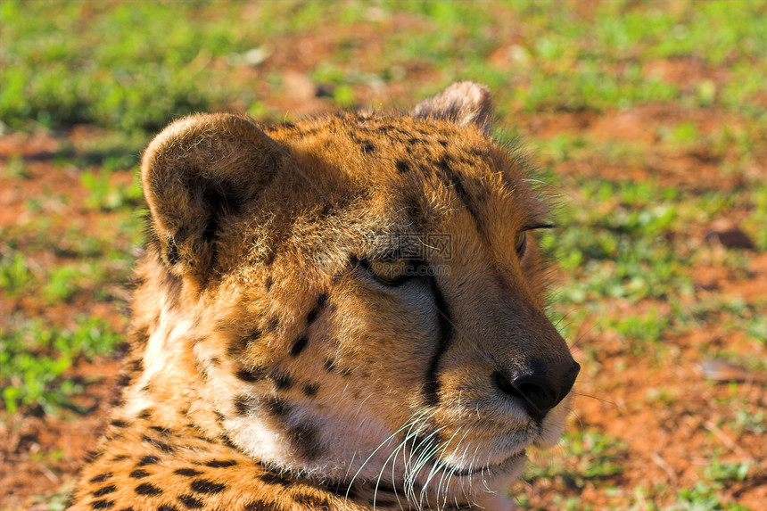 猎豹头食肉异国国家眼睛外套危险力量野生动物捕食者动物园图片