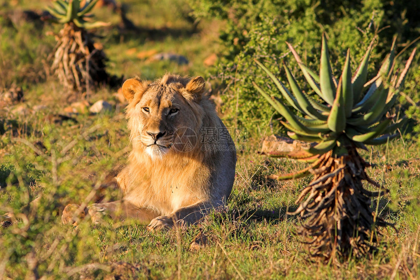 狮子雄狮猫咪尾巴统治者危险胡须丛林动物牙齿力量眼睛图片