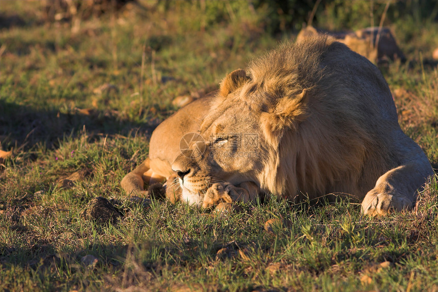休息狮子豹属力量野生动物猎人王国哺乳动物荒野捕食者耳朵动物图片