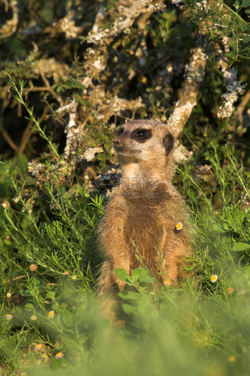 Meerkat 童子军警报爪子毛皮平衡警卫猫鼬警惕野生动物眼睛家庭图片