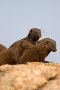 Mongoose 警报背景图片