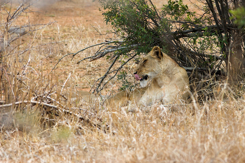 狮子舔猫咪野生动物眼睛动物力量危险牙齿国王荒野豹属图片