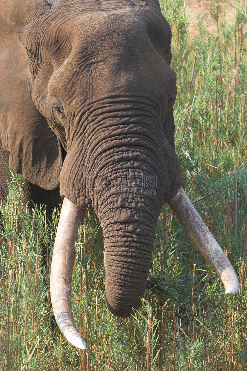 Big Tusker 巨头图片