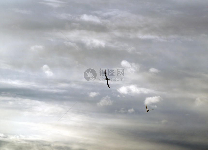 鸟类和云飞行天空航班图片