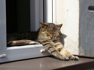 猫睡在窗台上窗户动物宠物背景图片