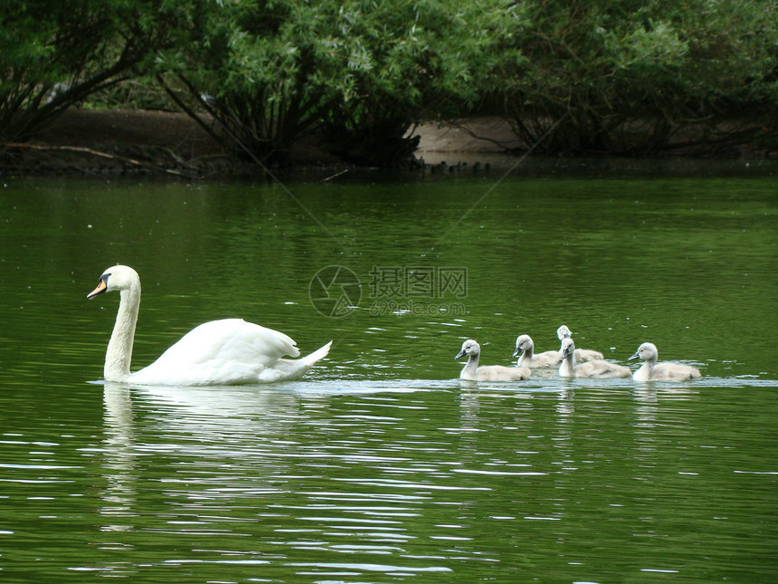 天鹅家庭在湖上游泳图片