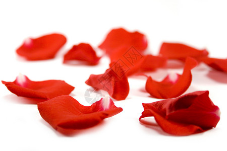 红花瓣宏观白色植物团体婚礼红色背景图片