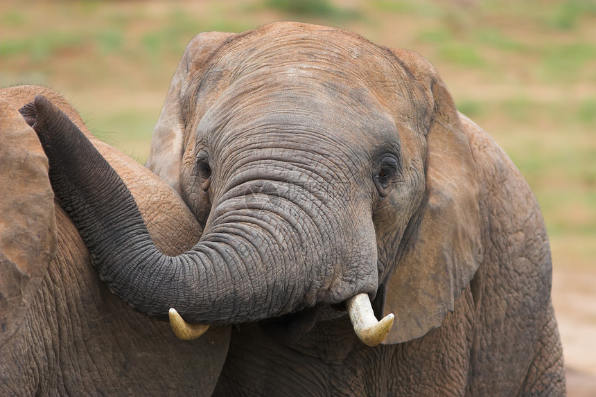 非洲大象树干濒危野生动物象牙巨头哺乳动物尾巴耳朵食草獠牙图片