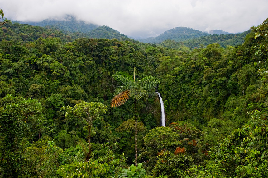 雨雨林植物群森林旅游绿色植物藤蔓风景叶子植被瀑布丛林图片