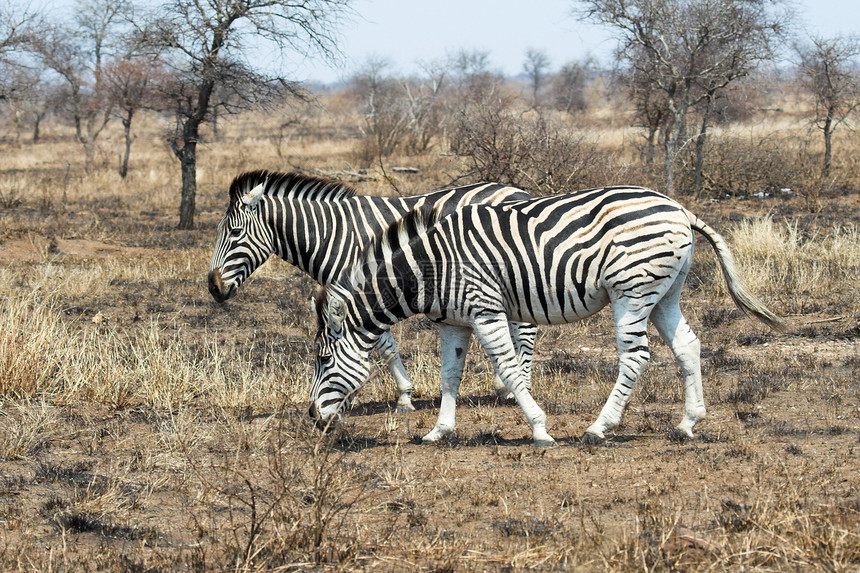 Zebra喂食纹理公园情调食草头发动物异国白色野生动物平行线图片