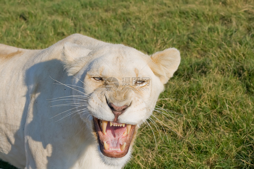 愤怒的狮子狮座毛皮食肉母狮捕食者猫咪牙齿丛林危险力量动物图片