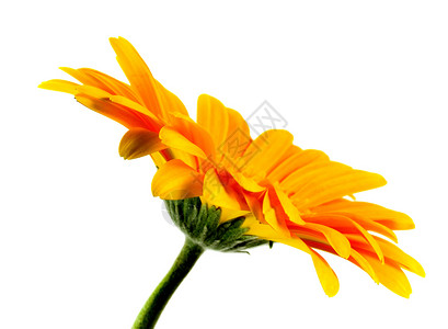 花橙子黄色绿色植物学花瓣白色植物背景图片