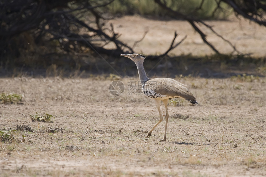 Kori 布斯斯塔德铁线羽毛鸟类干旱平原动物荒野大草原公园沙漠图片