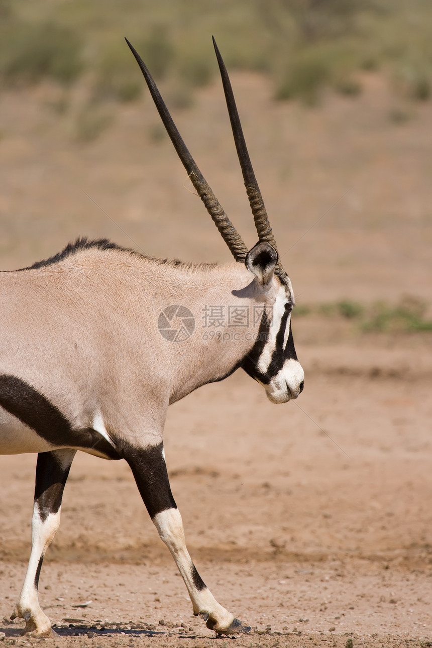 Gemsbok 地名荒野游戏哺乳动物野生动物喇叭羚羊植物群沙漠牛角食草图片