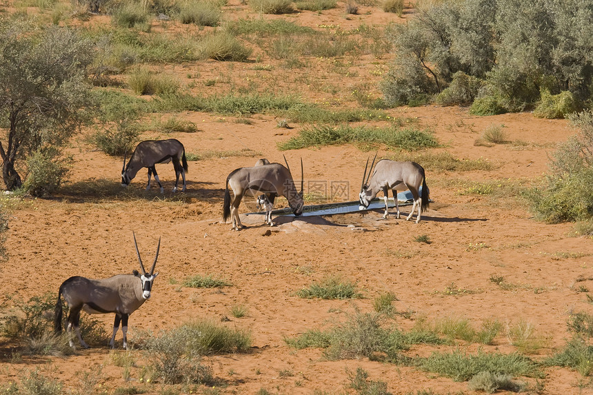 Gemsbok 午餐时间图片