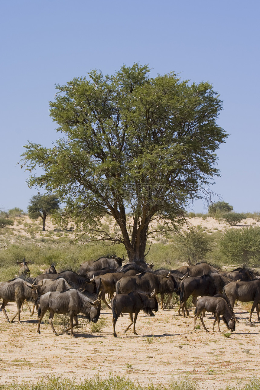 野生动物午餐时间荒野动物哺乳动物场景羚羊游戏食草浏览器牛群团体图片