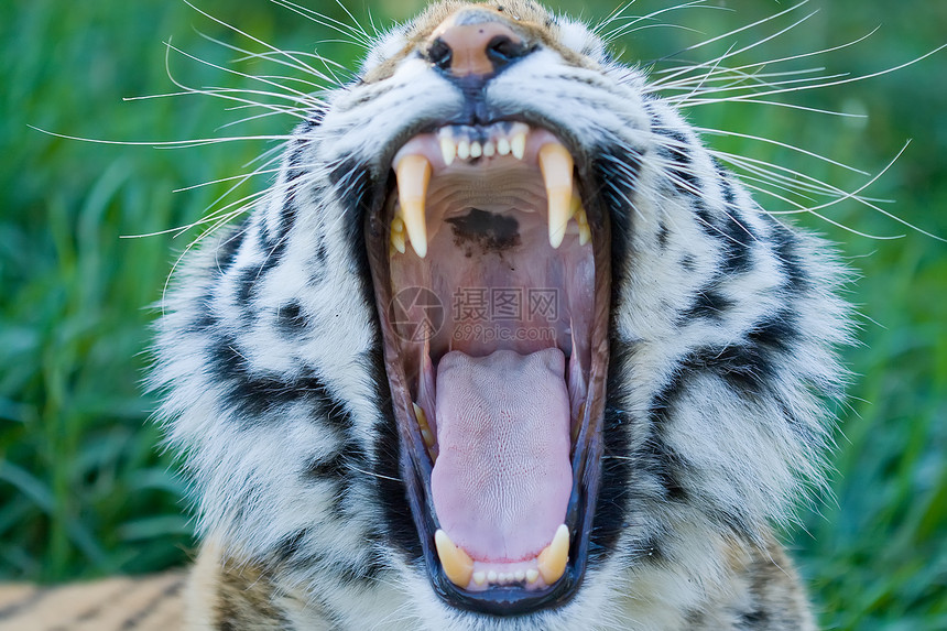 西伯利亚虎食肉舌头捕食者俘虏豹属牙科荒野动物学哺乳动物牙齿图片