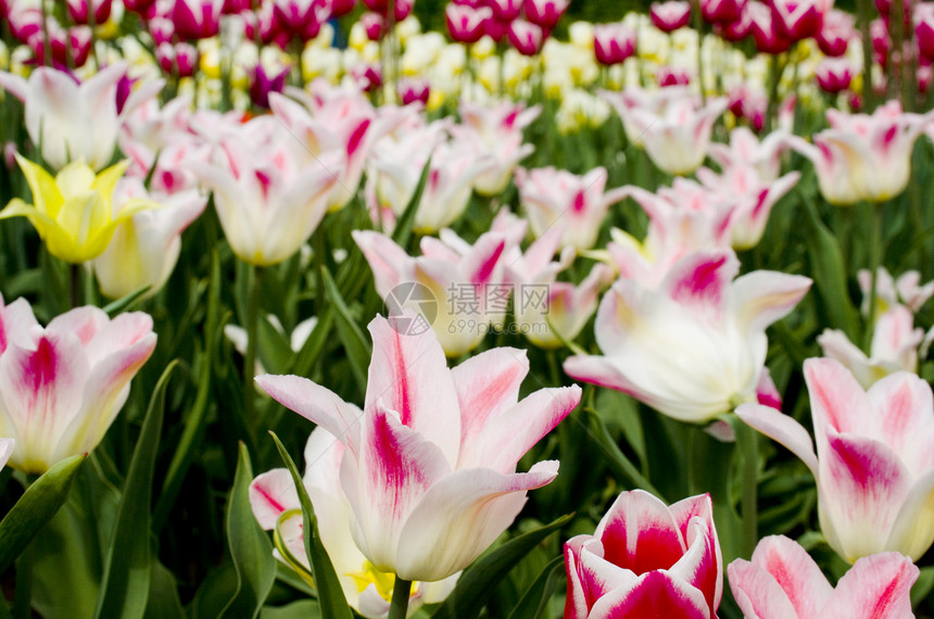 植物园里的郁金香花瓣叶子白色黄色粉色绿色红色图片