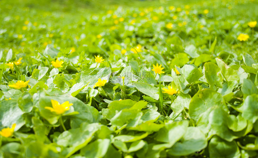 春黄鲜花美丽乐趣森林花瓣国家牧场植物群风景草地绿色图片