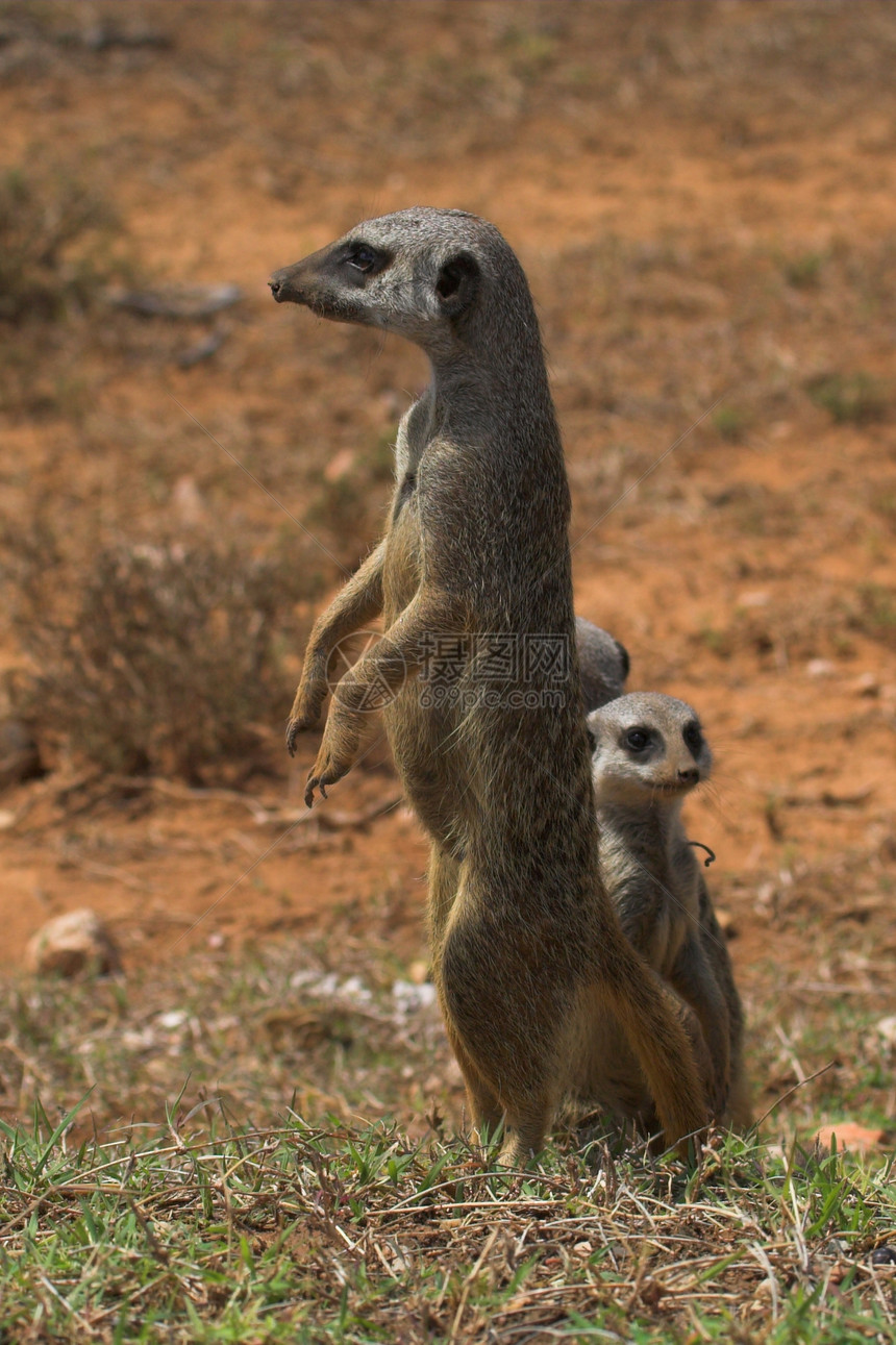 Meerkat家庭眼睛平衡公园耳朵警报野生动物毛皮捕食者尾巴警卫图片