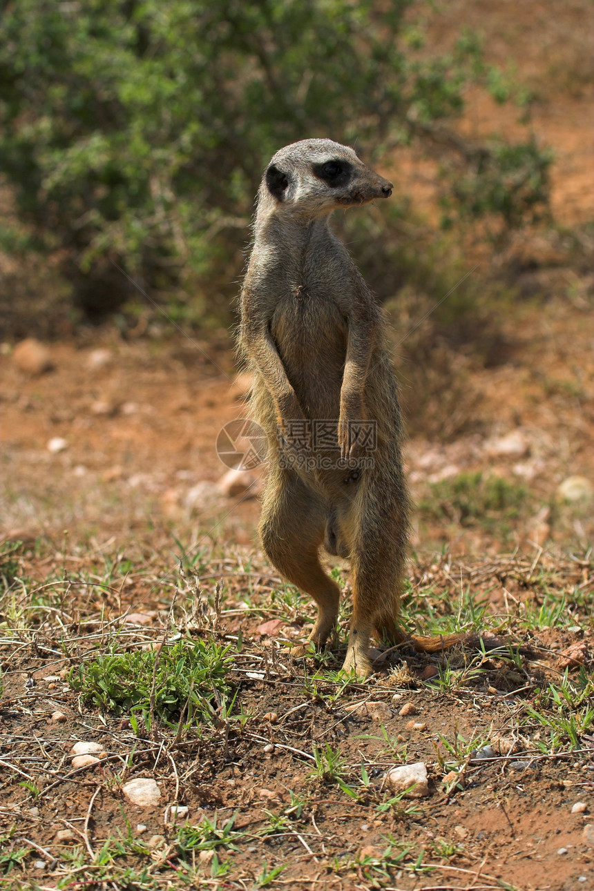 Meerkat 童子军哺乳动物野生动物公园警惕家庭荒野注意力警卫耳朵平衡图片