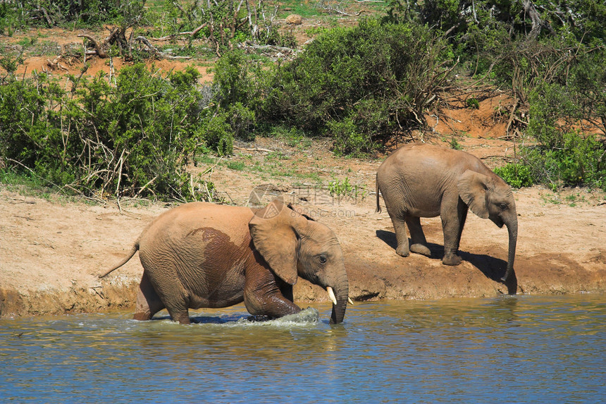 干枯大象旅行身体耳朵动物野生动物树干哺乳动物獠牙巨头植物图片
