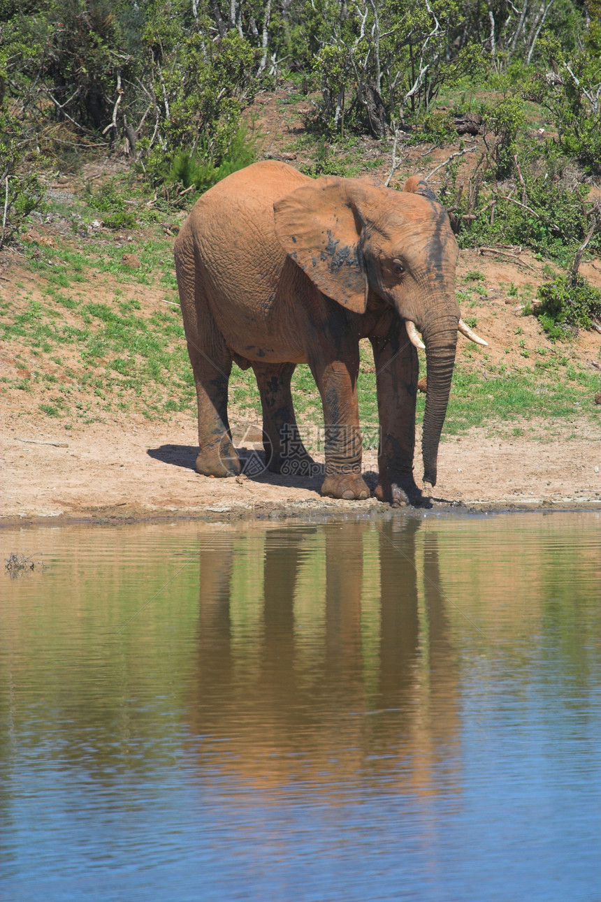 大象反射食草植物濒危耳朵哺乳动物巨头力量荒野动物群区系图片