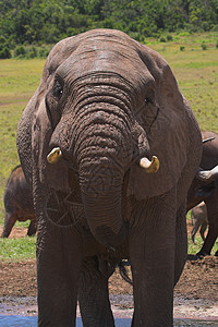 大象的近距离饮酒獠牙荒野植物濒危哺乳动物区系反射尾巴旅行树干背景