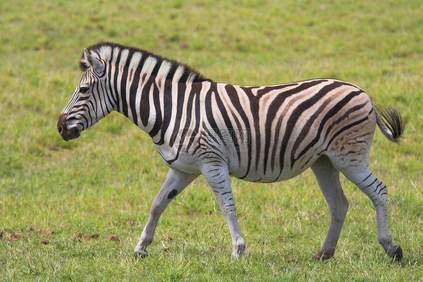 Zebra 正在运行食草线条条纹动物跑步哺乳动物野生动物图片