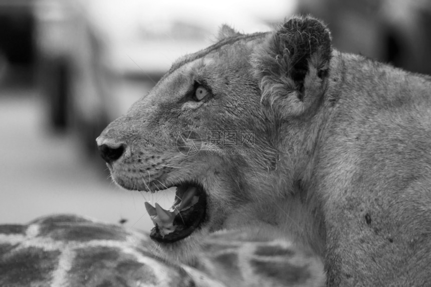 愤怒的狮子狮座脖子眼睛动物群危险野生动物哺乳动物捕食者食草母狮牙齿图片