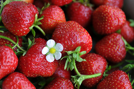 草莓水果浆果宏观红色背景图片