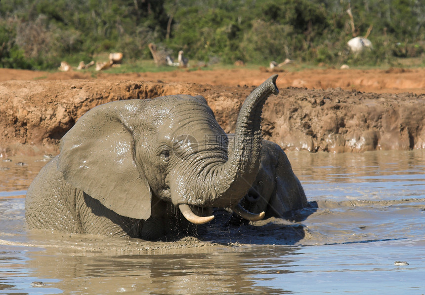 大象乐趣濒危哺乳动物动物力量动物群巨头旅行植物区系身体图片