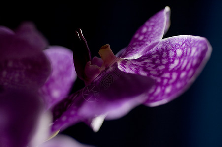 紫罗兰花兰花宏观反光花瓣背景蓝色紫色深色背景图片