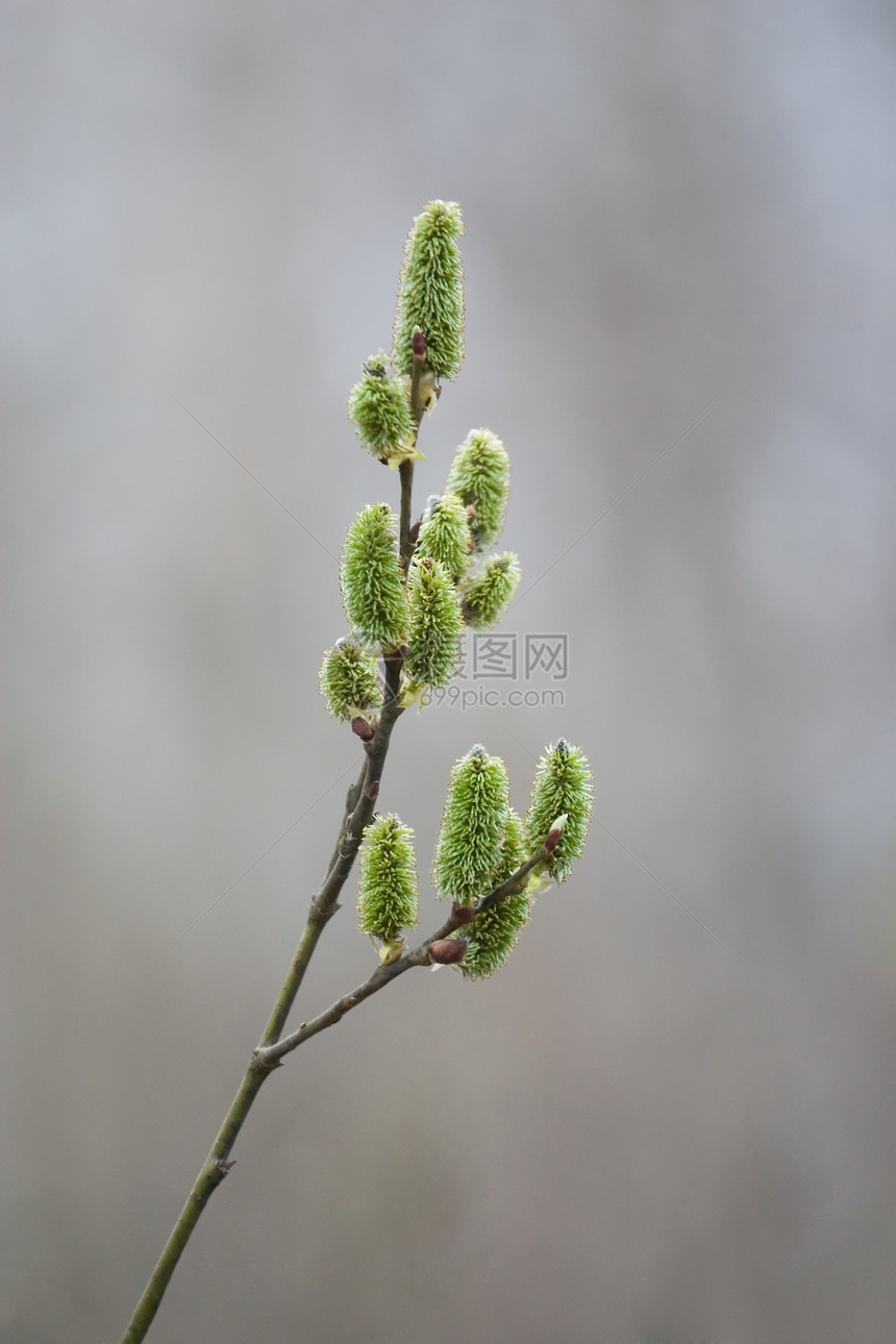 柳枝条黄色野生动物白色植物花粉植物群孩子宏观柳树图片