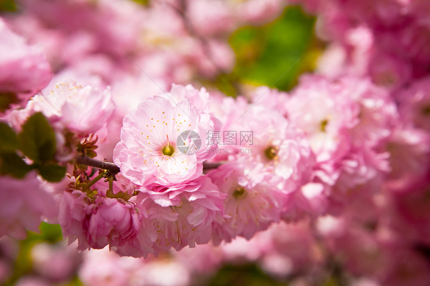 东方樱花花传统植被阳光异国情调季节文化花园野生动物风俗图片