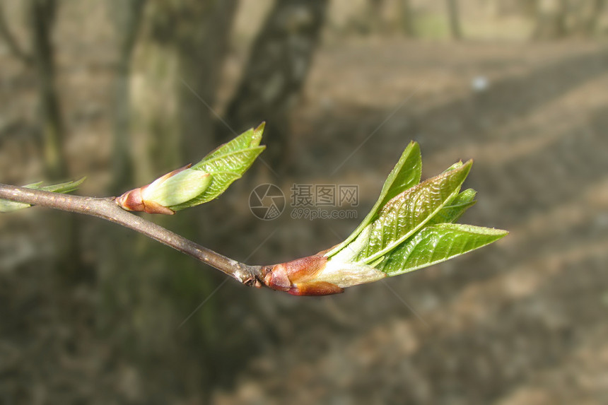 春假宏观生态生活生长花园苏醒植物群枝条植物环境图片