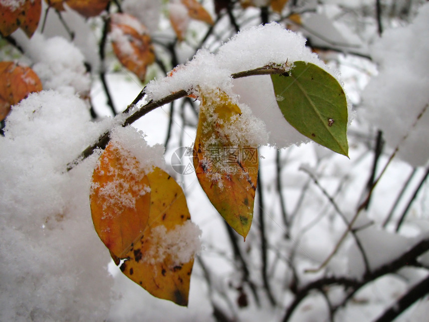 第一雪白色植物森林季节公园黄色叶子绿色橙子红色图片