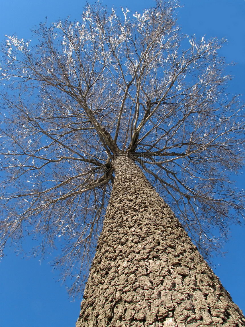 冬树季节生长山脉木材风景晴天力量蓝色树干白色图片
