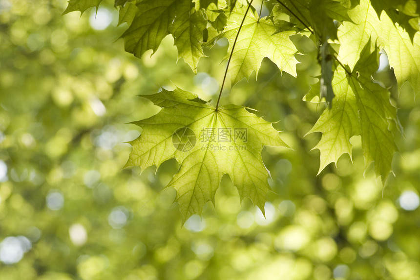 绿叶 浅焦点绿色叶子森林树木树叶宏观分支机构环境植物生长图片