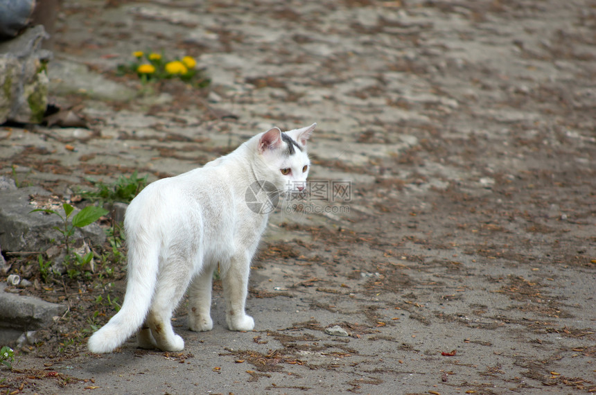 走路的白流浪猫图片